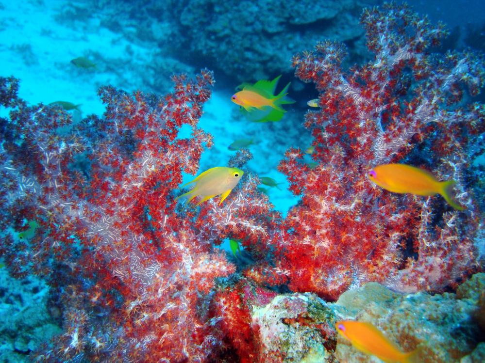 SIMILAN NOV 2008 .PHOTO LORAN (212).JPG