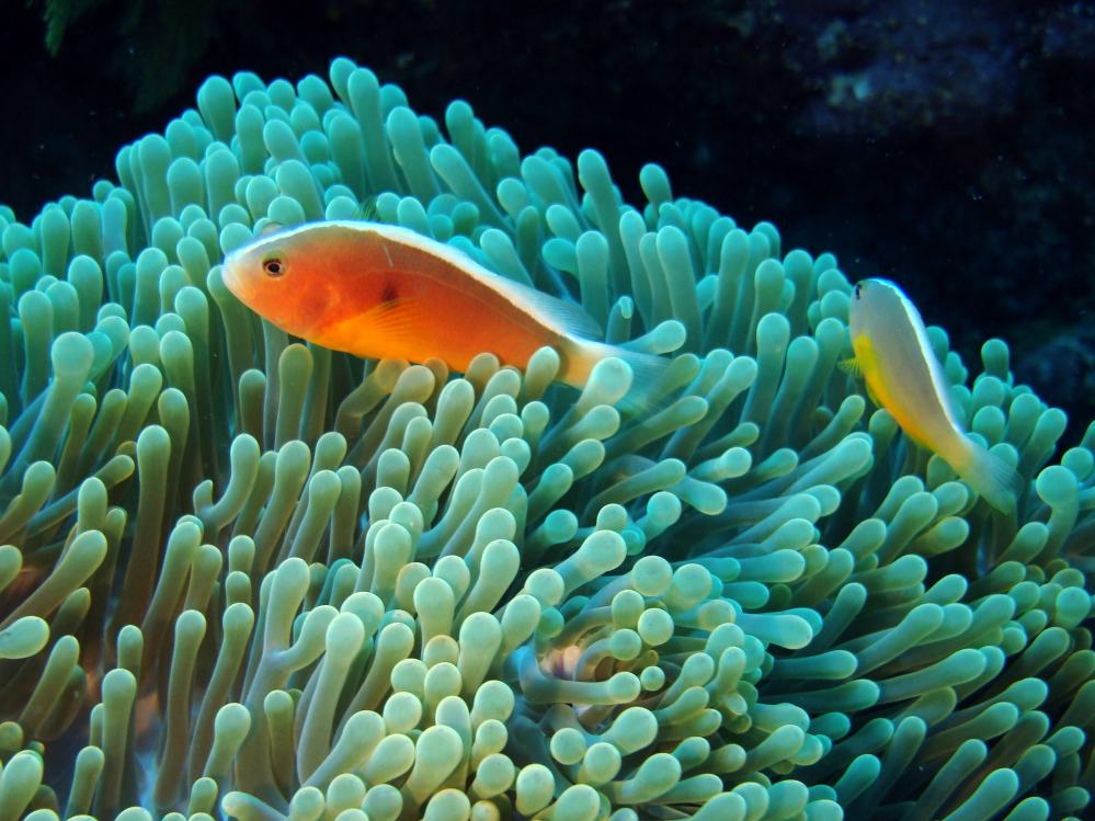 SIMILAN NOV 2008 .PHOTO LORAN (213).JPG