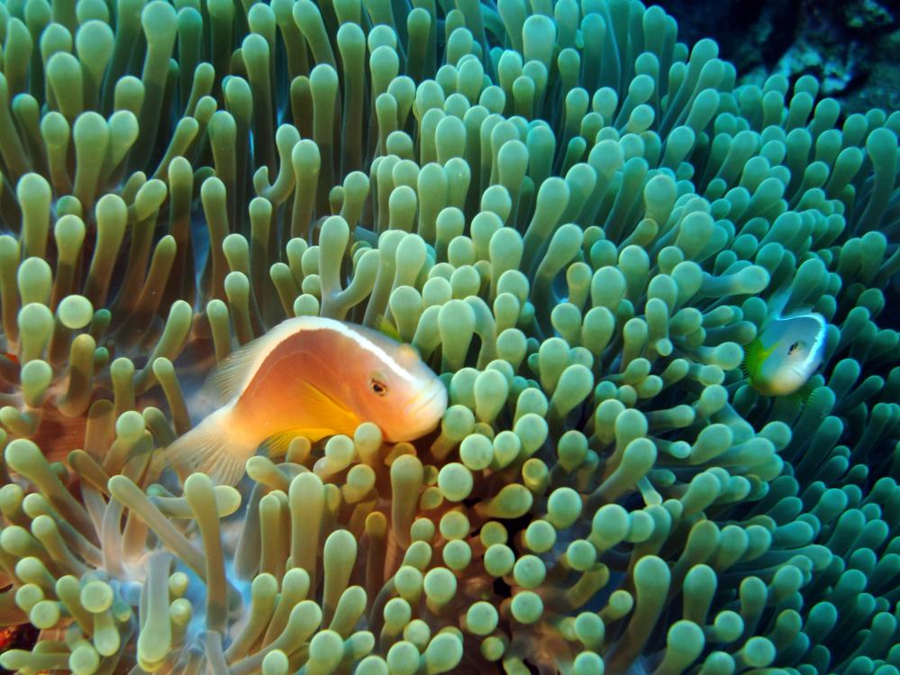 SIMILAN NOV 2008 .PHOTO LORAN (214).JPG