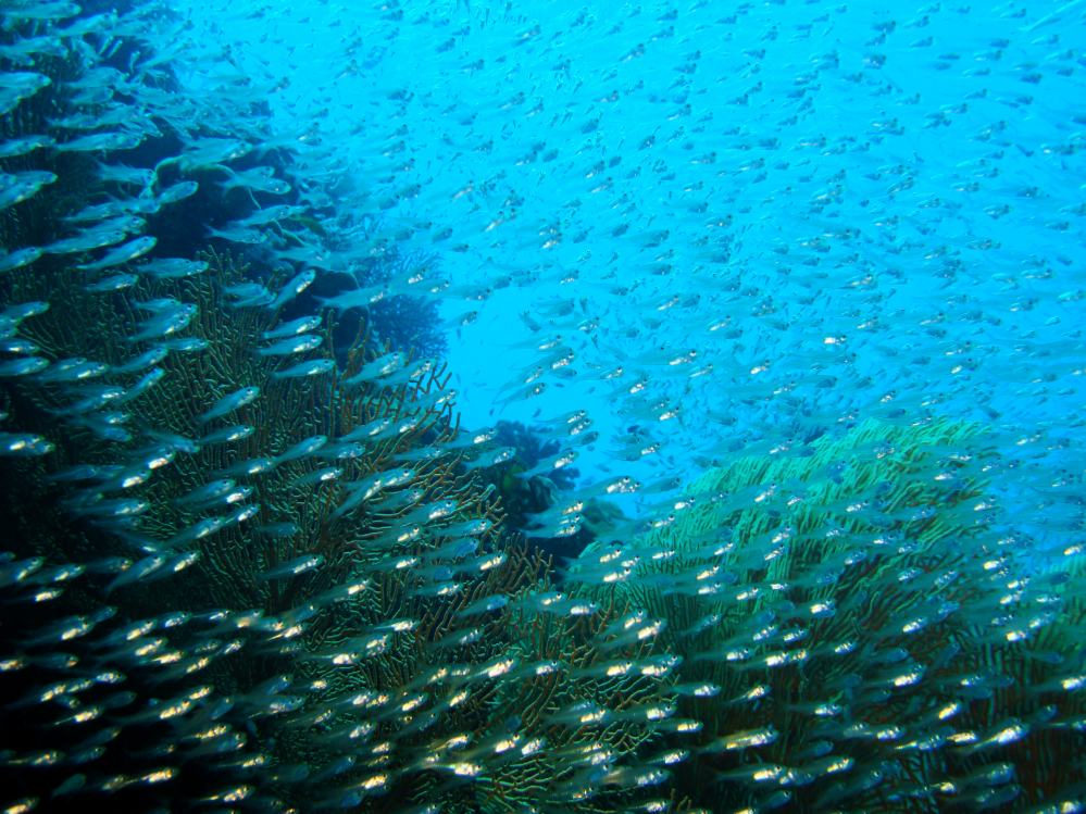 SIMILAN NOV 2008 .PHOTO LORAN (217).JPG