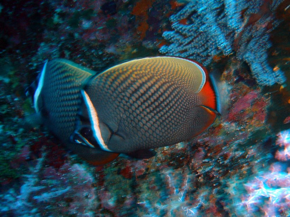 SIMILAN nov  2008 .PHOTO PHILIPPE (116).JPG