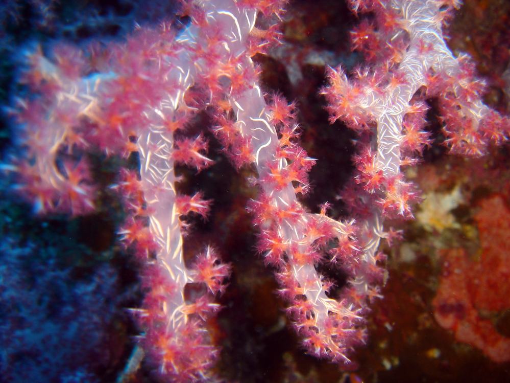 SIMILAN nov  2008 .PHOTO PHILIPPE (117).JPG