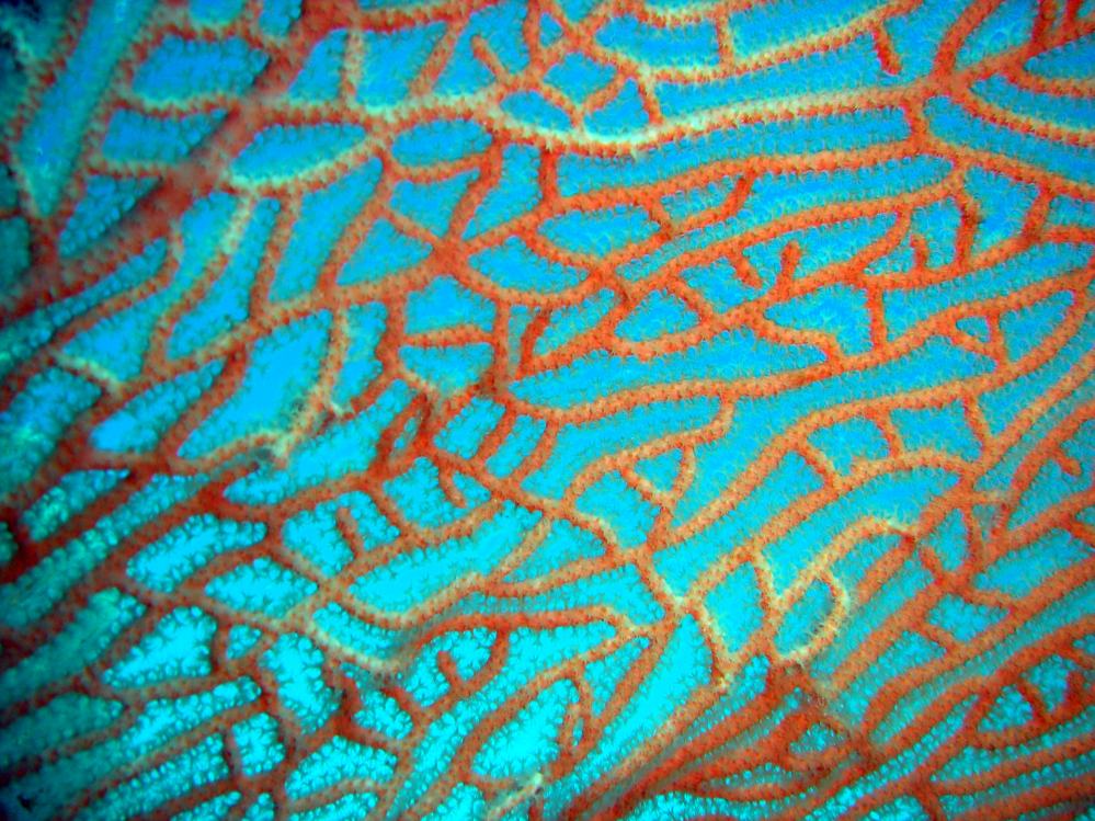 SIMILAN nov  2008 .PHOTO PHILIPPE (119).JPG