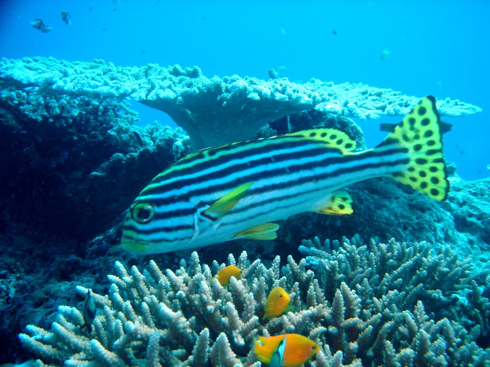 SIMILAN nov  2008 .PHOTO PHILIPPE (121).JPG