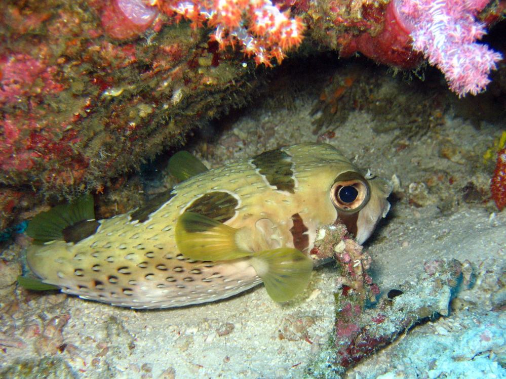 SIMILAN nov  2008 .PHOTO PUY (17).JPG