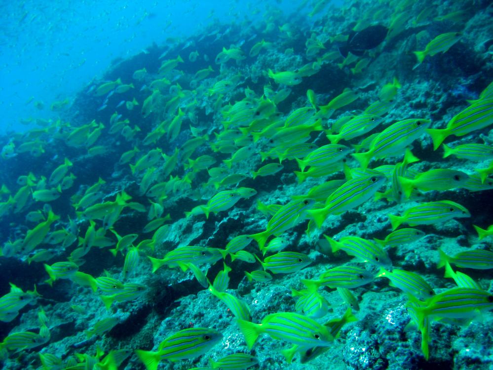 SIMILAN nov  2008 .PHOTO PUY (21).JPG