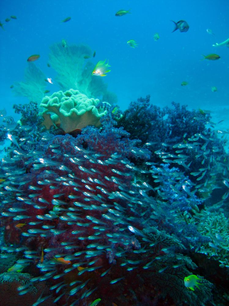 SIMILAN nov  2008 .PHOTO PUY (22).JPG