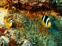 SIMILAN NOV 2008 .PHOTO LORAN (204).JPG