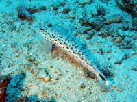 SIMILAN NOV 2008 .PHOTO LORAN (205).JPG