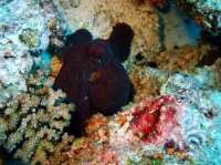 SIMILAN NOV 2008 .PHOTO LORAN (207).JPG