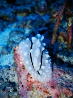 SIMILAN NOV 2008 .PHOTO LORAN (209).JPG