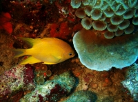 SIMILAN NOV 2008 .PHOTO LORAN (210).JPG