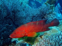 SIMILAN NOV 2008 .PHOTO LORAN (216).JPG
