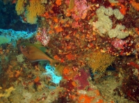 SIMILAN NOV 2008 .PHOTO LORAN (219).JPG