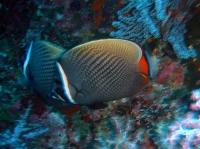 SIMILAN nov  2008 .PHOTO PHILIPPE (116).JPG