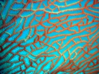 SIMILAN nov  2008 .PHOTO PHILIPPE (119).JPG