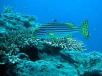 SIMILAN nov  2008 .PHOTO PHILIPPE (120).JPG