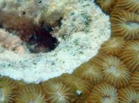 SIMILAN nov  2008 .PHOTO PHILIPPE (124).JPG