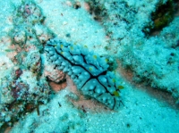 SIMILAN nov  2008 .PHOTO PUY (19).JPG