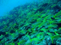 SIMILAN nov  2008 .PHOTO PUY (21).JPG