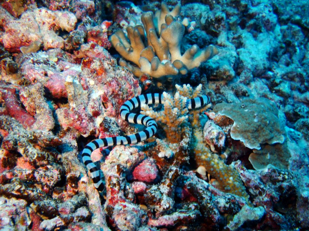 SIMILAN NOV 2008 .PHOTO LORAN (225).JPG