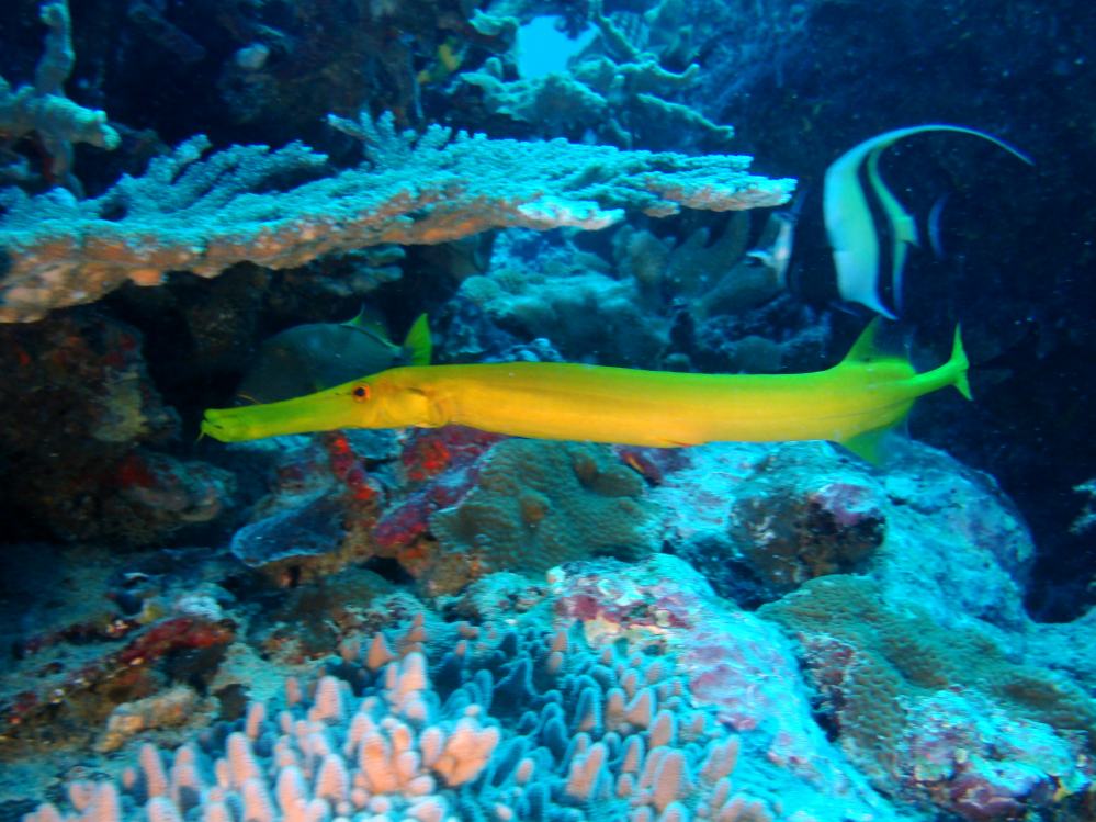 SIMILAN NOV 2008 .PHOTO LORAN (227).JPG
