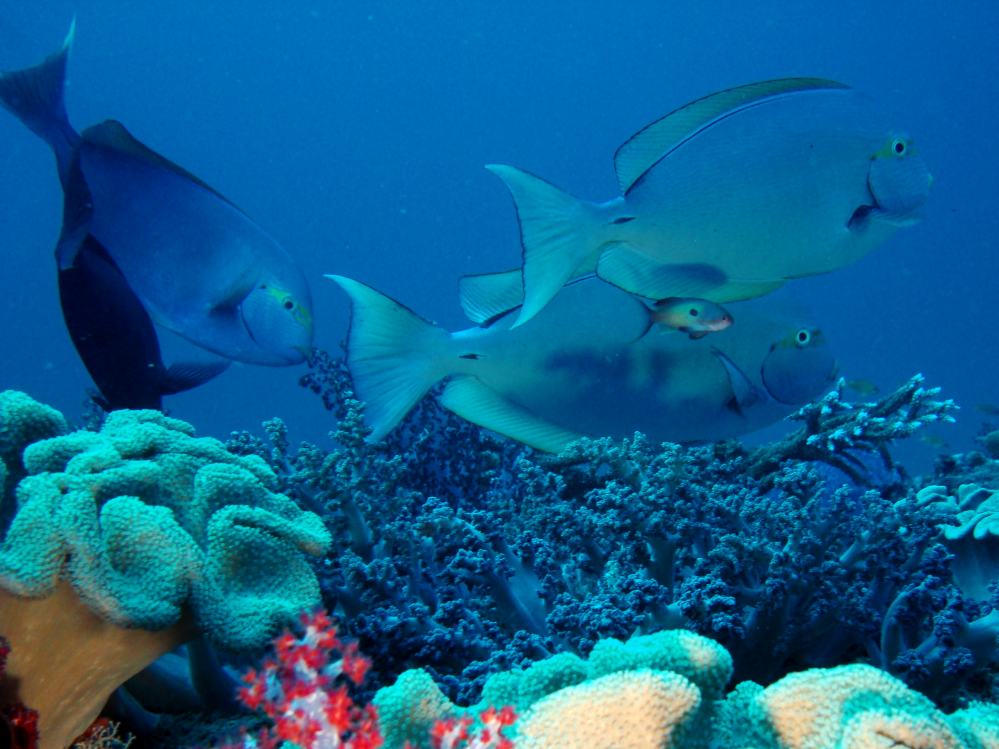 SIMILAN NOV 2008 .PHOTO LORAN (231).JPG