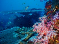 SIMILAN NOV 2008 .PHOTO LORAN (230).JPG