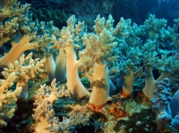 SIMILAN NOV 2008 .PHOTO LORAN (233).JPG