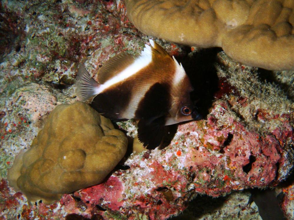 SIMILAN NOV 2008 .PHOTO LORAN (238).JPG