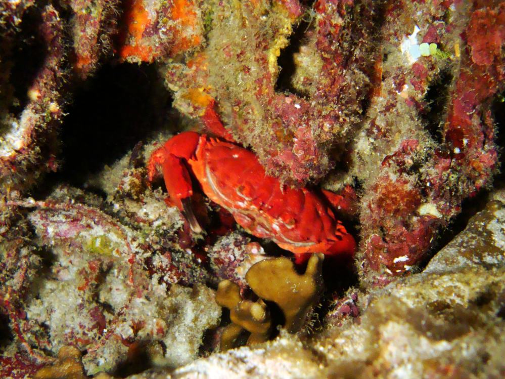 SIMILAN NOV 2008 .PHOTO LORAN (243).JPG
