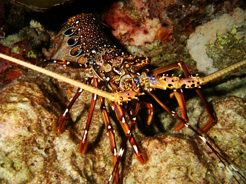 SIMILAN NOV 2008 .PHOTO LORAN (245).JPG