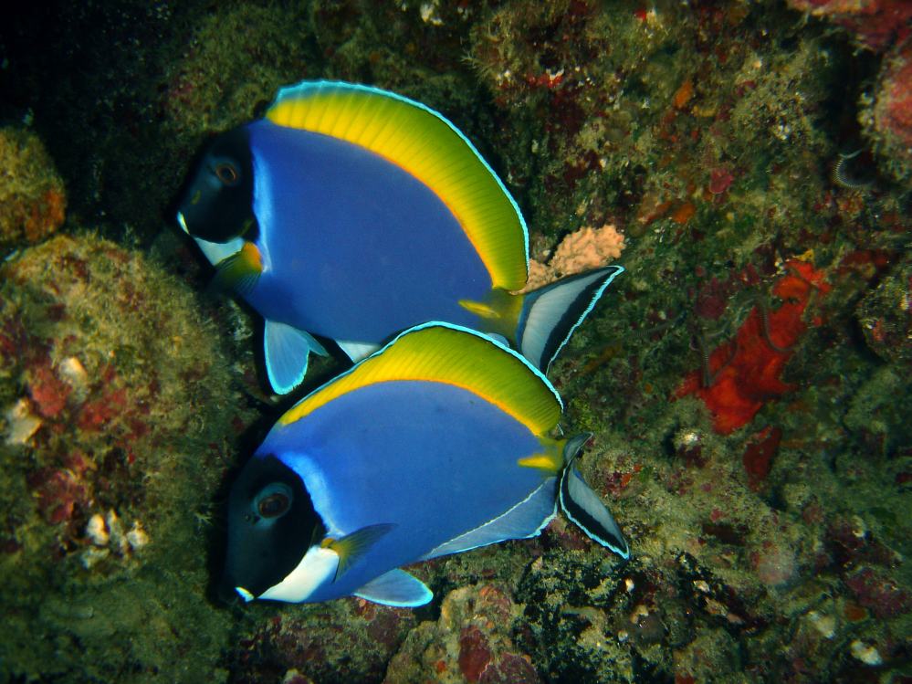 SIMILAN nov  2008 .PHOTO PHILIPPE (134).JPG