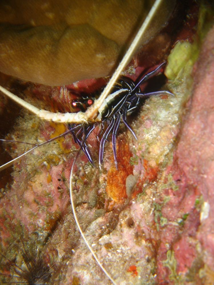 SIMILAN nov  2008 .PHOTO PHILIPPE (135).JPG