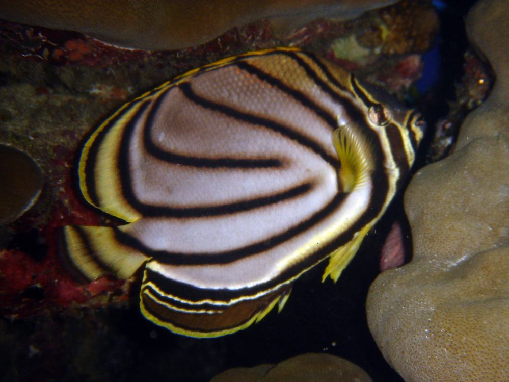 SIMILAN nov  2008 .PHOTO PHILIPPE (140).JPG