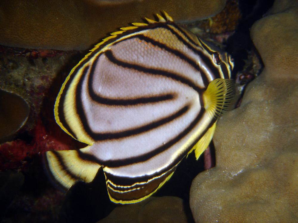 SIMILAN nov  2008 .PHOTO PHILIPPE (141).JPG