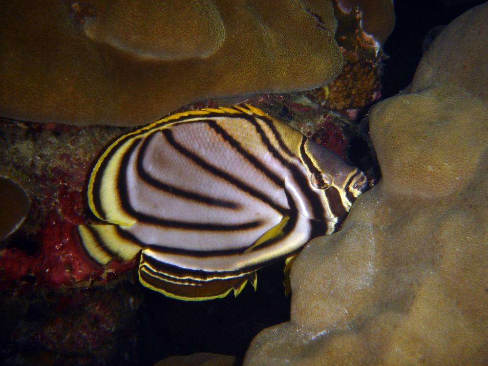 SIMILAN nov  2008 .PHOTO PHILIPPE (142).JPG