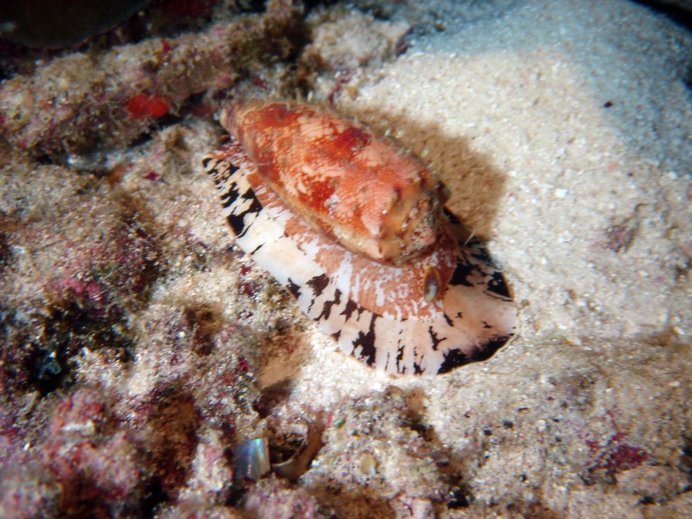 SIMILAN nov  2008 .PHOTO PHILIPPE (144).JPG