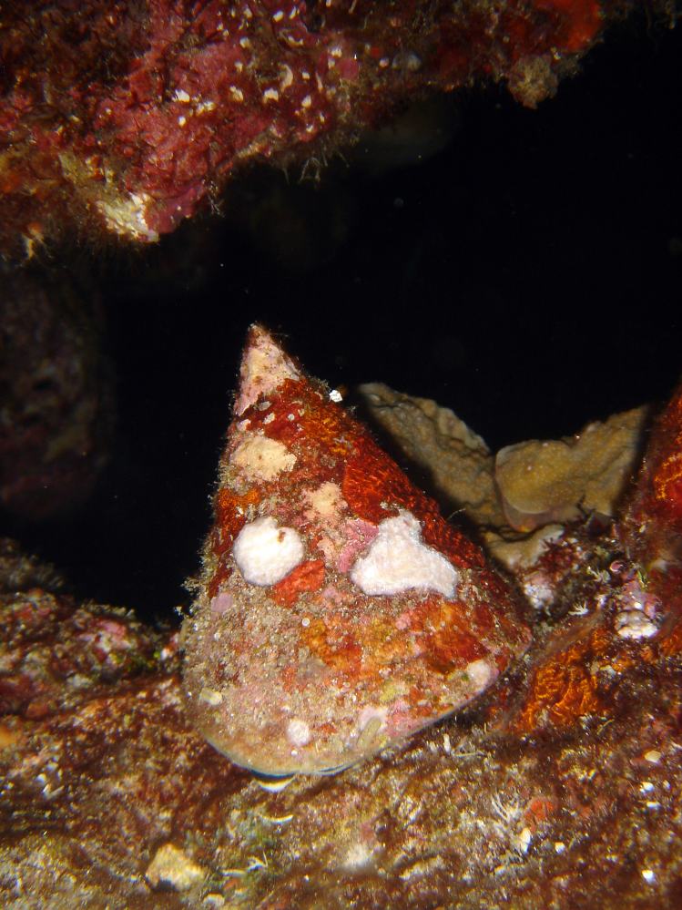 SIMILAN nov  2008 .PHOTO PHILIPPE (145).JPG