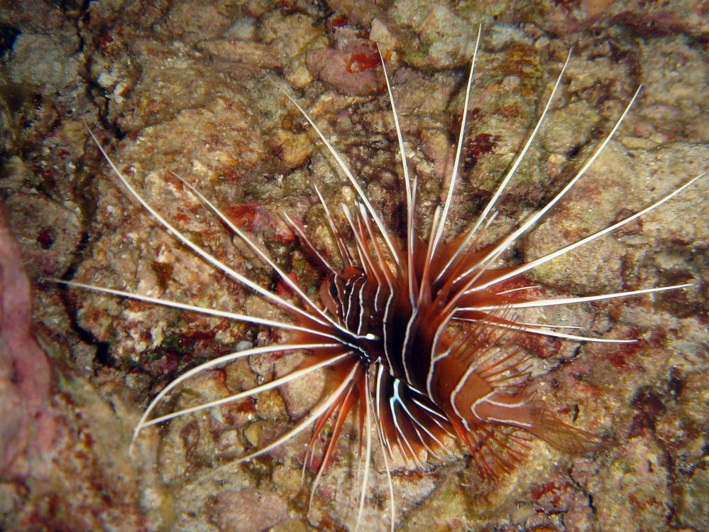 SIMILAN nov  2008 .PHOTO PHILIPPE (146).JPG