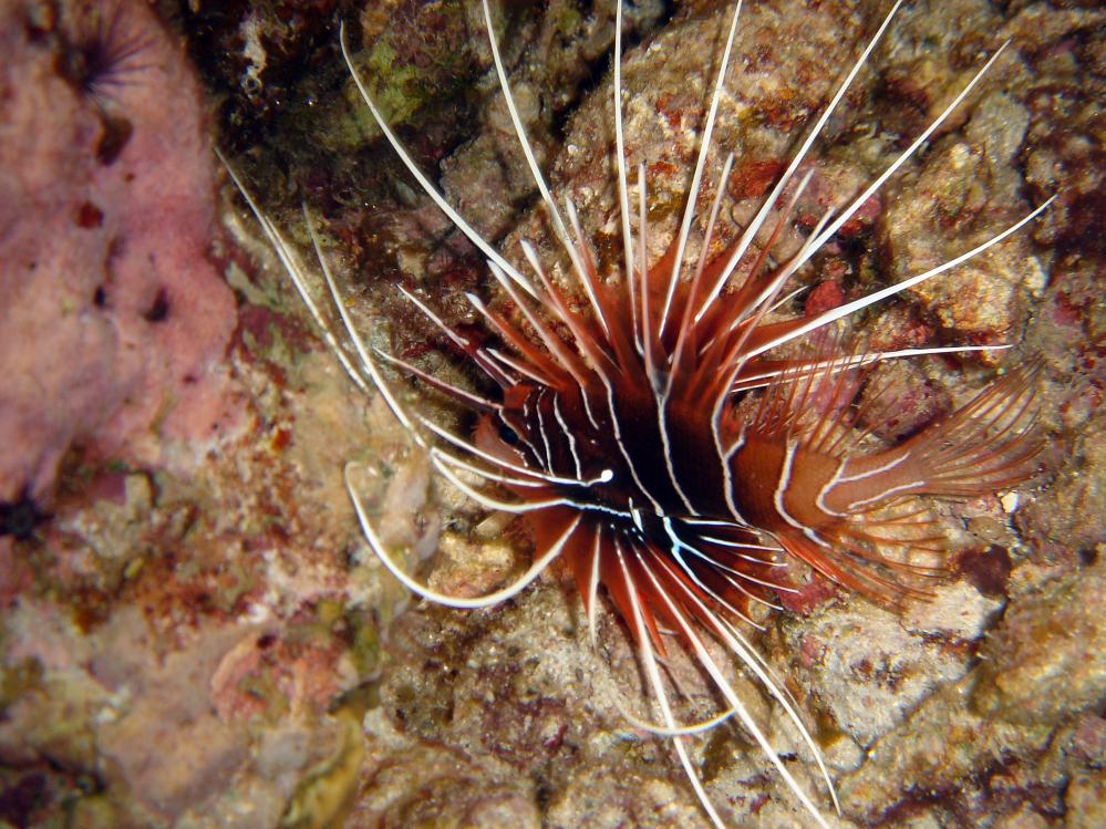 SIMILAN nov  2008 .PHOTO PHILIPPE (147).JPG