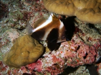 SIMILAN NOV 2008 .PHOTO LORAN (238).JPG