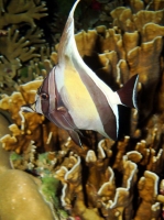 SIMILAN NOV 2008 .PHOTO LORAN (239).JPG