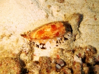 SIMILAN NOV 2008 .PHOTO LORAN (241).JPG