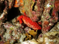 SIMILAN NOV 2008 .PHOTO LORAN (243).JPG