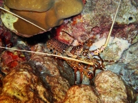 SIMILAN NOV 2008 .PHOTO LORAN (244).JPG