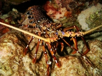 SIMILAN NOV 2008 .PHOTO LORAN (245).JPG