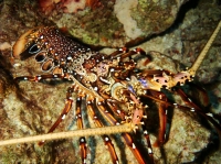 SIMILAN NOV 2008 .PHOTO LORAN (246).JPG