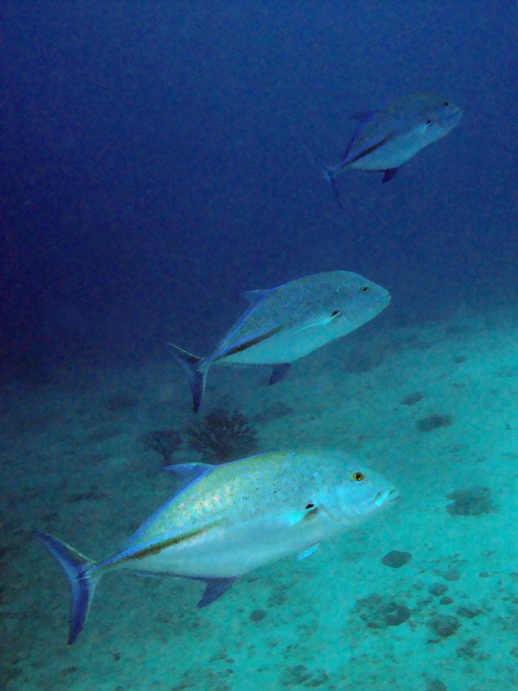 SIMILAN NOV 2008 .PHOTO LORAN (247).JPG