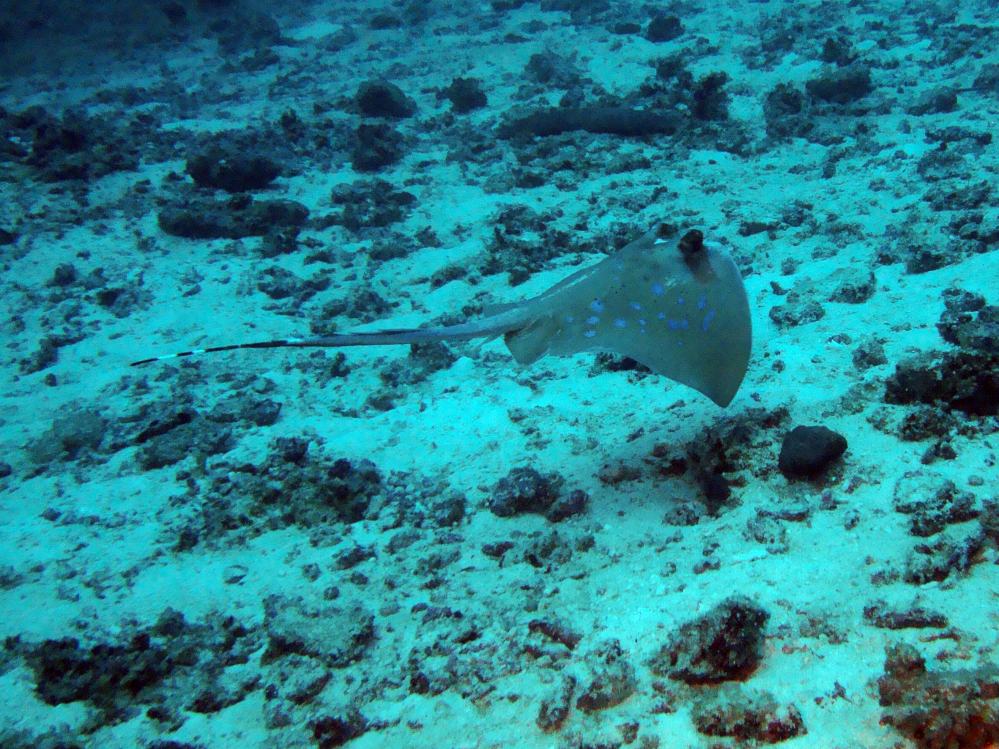 SIMILAN NOV 2008 .PHOTO LORAN (248).JPG